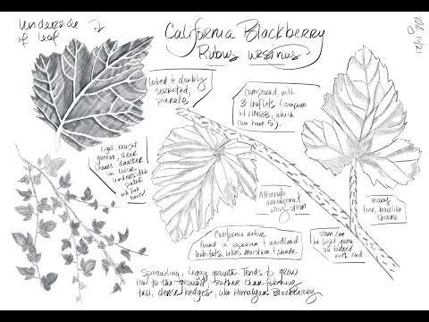 Botany Basics - Part One of a Botanical Series