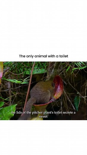 Casually Explaining | The Tree Shrew Toilet: A Unique Symbiotic Relationship Believe it or not, some pitcher plants have evolved to become specialized toilets... | Instagram
