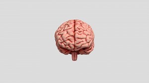 Human Brain - Download Free 3D model by 3DRT STUDIOS (@Hanako.com)