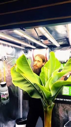 Wanting to grow plants indoors? Watch this 👀 #hydroponics #onestopgrowshop #plants #growroom
