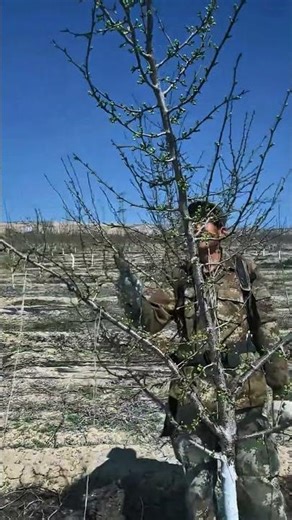 Easy Tree Pruning for Beginners 🌱 Step by Step#PruningTree #TreePruning #Pruning #TreeCare #Farming
