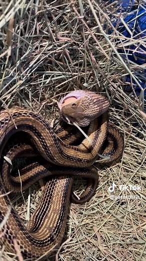 Yellow Rat Snake Eating Eggs | Fascinating Reptile Feeding Behavior