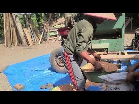 The Simple Machine: Fast Corn Shelling in the Village _FarmersLife _Shorts