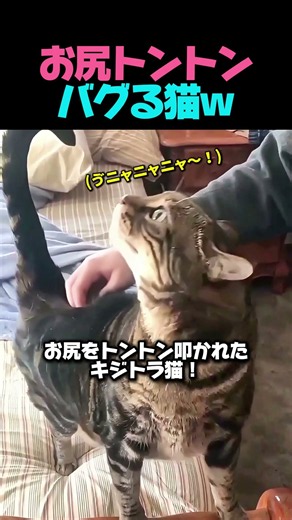 叩くのをやめると怒る！？お尻トントン中毒になったキジトラ猫♡
