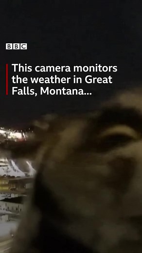 A TV weather station camera has captured the moment a curious owl came to inspect it. https://bbc.in/3J4JmZv | BBC News