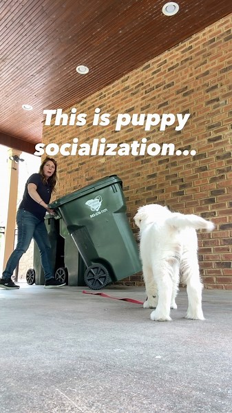 ➡️Socialization is getting a puppy adjusted to something they are not familiar with. ✅One of the main items you must do is to give your puppy a designated amount of “space”! ✅By closing in on them, it creates fear which blossoms. Giving them to much room it makes it so they do not face the challenge ✅Give them an out if they need to back away, but not to much where they don’t engage. ✅Plan your socialization exercises where they will benefit your puppy in the best ways possible! ✅ Follow @empowe