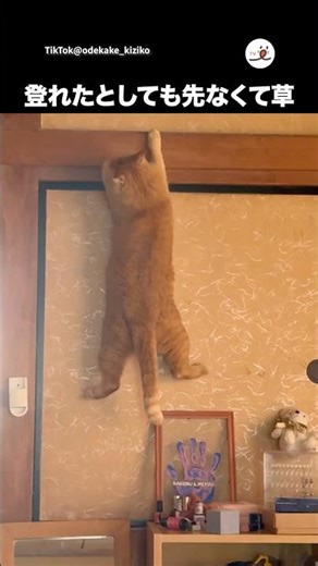 崖っぷちの猫｜PECO