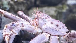 Giant king crab moves on the bottom. High quality 4k footage