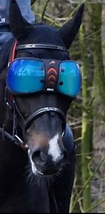 🐴eVysor Horse 👁 protection during Riding‼️ REVOLUTIONARY, 🧨Innovative eVysor is a superb product used while 🐎Riding, not to be dismissed because it's "different". It's the bomb💣❗️ When it's sunny, prefer to wear 🕶Sunglasses or not❓ 💯% UV Protection, protects the Eyes from the ❄️Snow glare, bright💥Sun, Harmful UV rays, Eye injuries from Twigs/Branches, Sand, 💨Wind, Insects and Debris while Riding Very Helpful with Horses who have Medical Eye conditions such as Uveitis, Cataracts, Head Sh