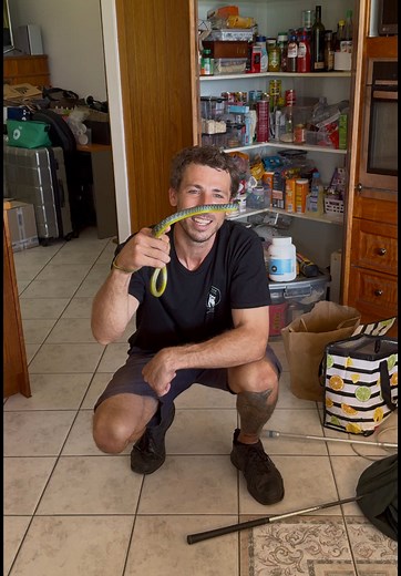 Safe Snake Removal in Woombye: Common Tree Snake