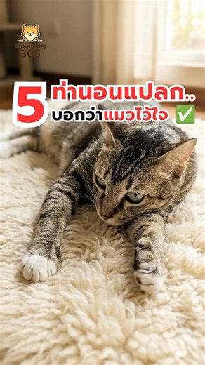 5 Weird Sleeping Positions That Mean Your Cat Trusts You Completely 🐱💤 #CatSleepingPositions #Cat...
