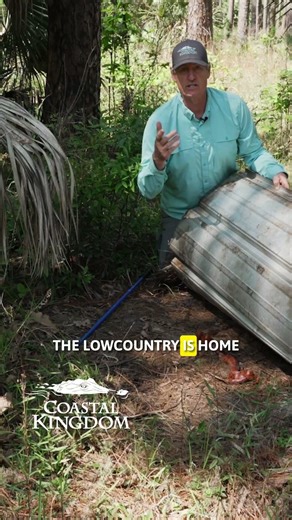 Venomous or non-venomous? Learn how to identify snakes.