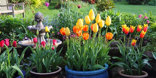 The best time to plant tulip bulbs for a spring garden full of colour
