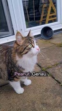 Peanut rastet über Benzinpreise und politische Vorschläge aus