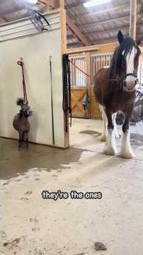 Tiny Horse Acts Like The Boss Of The Barn