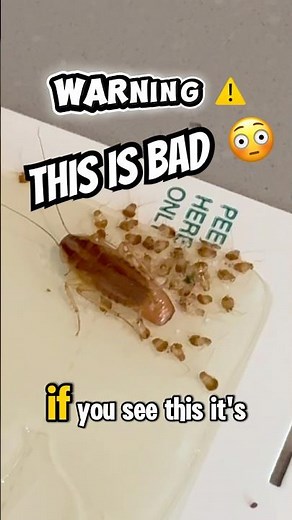 Cockroach Infestation Behind Dishwasher 😳 | Full Treatment