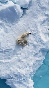 Sometimes you've just gotta frolic in the snow and have a good scratch 🐻‍❄️ Sliding on this ice might be too cold for us, but this polar bear—captured by Roie Galitz—has a thick coat of insulating fur and a layer of fat, helping it stay warm in the harsh conditions. | National Geographic