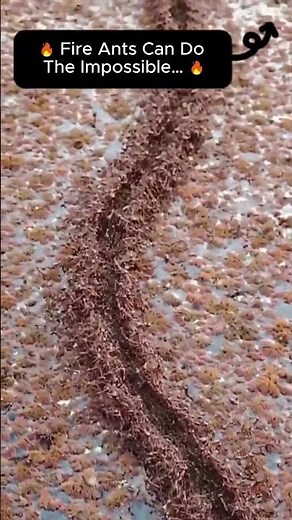 Fire Ants Can Do The Impossible… | Fire Ant Raft Survival
