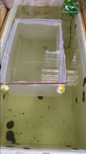 Best Guppy Breeding Cage Setup at Home | Get More Fry Fast!#guppy #guppyfish #trending #shorts#cage