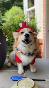 Our favorite holiday! Reposting our first 4th of July in our new house since we couldn’t make a new one this year with everything happening to our home. Happy 4th of July! #4th #4thofjuly #independenceday #america | Hammy & Olivia