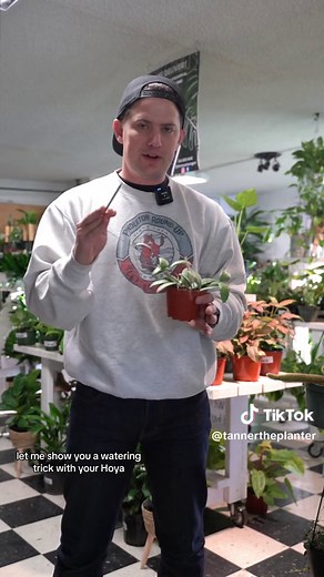 Growing a Hoya Plant: Care Tips and Light Requirements