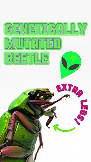 Incredible Aberration: Chrysina beyeri Beetle