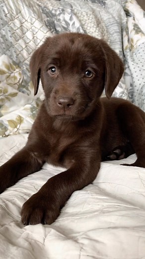 Mah Na Mah Na #lablife_bailee_kahlua .. .. .. #puppy #purrpaws #puppies #puppylove #pupper #puppyoftheday #puppylover #puppylover #talesofalabpuppy #chocolatelabsquad #chocolatelab_squad #chocolatelab #labrador #labrador_features #labradorretriever #cutepuppies #cute #cuteanimals #cutebaby #baby #babygirl #instacute #instadaily #instadog #instadogs #reelitfeelit #reelsinstagram #reels#adorable #love @labs_of_insta @dogsofinstagram | lablife_bailee_kahlua