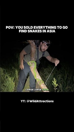 Snakes Everywhere in Bali Rice Field 🇮🇩