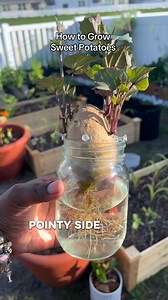 How to grow sweet potatoes. I’m in Zone 10a and can grow another round of sweet potatoes, save this video for next spring/summer if you’re in a colder climate! #growingsweetpotatoes #sweetpotatoslips #sweetpotatoharvest #growingfood | Let’s Gardening