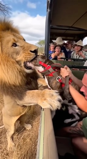 Un leon y El pit bull #pitbull | Michi Gamer