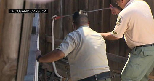 venomous-cobra-finally-trapped-after-massive-hunt-in-los-angeles-area