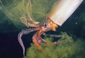 The Amazing Squid