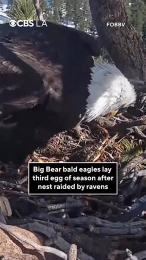 Southern California’s favorite bald eagle couple, Jackie and Shadow, laid their third egg of the season on Tuesday afternoon, just weeks after their nest was raided by ravens. Video shows Jackie standing to reveal a large egg, her third of the year. Typically, bald eagles lay eggs in three-day intervals, meaning a second egg could be on the way. It’s the first egg in Jackie’s second clutch, after their previous two eggs were destroyed by ravens when Jackie and Shadow were away from their nest. |