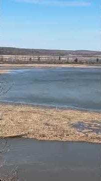Osprey migration path-Patuxent River Jug Bay #osprey #riverside #birdwatch