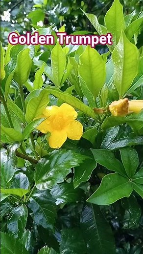 Golden Trumpet Plant Care: The Secret to More Blooms #nature #flowers #homegarden