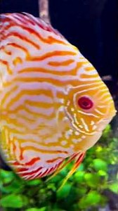 Albino Checkerboard Yellow Never Pepper Panda Discus #discus #discusfish #aquarium #fishtank #fish