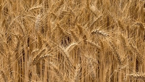 clip-4033665321-golden-wheat-field-swaying-wind-creating-dense