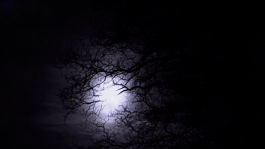 Tree, Dark, Silhouette. Free Stock Video