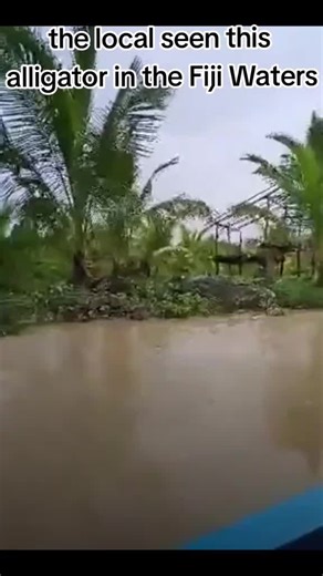 Majestic Fiji Crocodile Spotted in Western Area!
