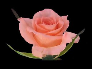 Flower Blooming Rose