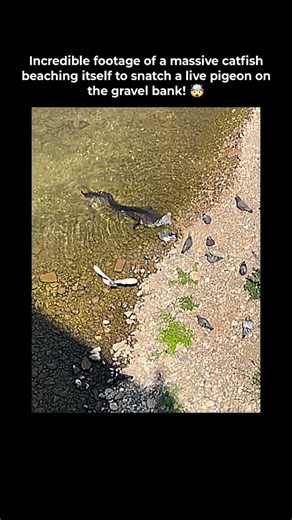 Watch a giant Wels catfish lunging out of water onto land to attack live pigeons in wild footage! 🚨
