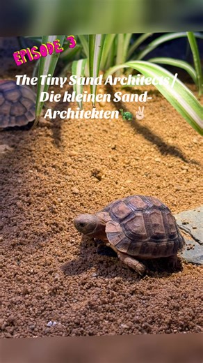 Meet the masters of underground real estate! 🏗️🏜️ You might think the Egyptian Tortoise just wanders aimlessly through the sand, but they are actually expert engineers. Since they live in one of the harshest environments on Earth, a good home is a matter of survival! Why they are