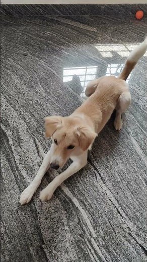 Chiku can speak#DogTalk#DogSpeak#DogShorts#TalkingDog#FunnyDog#DogVoice#DogReacts#DogLover#Doglover