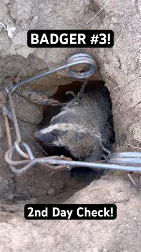 BADGER #3! #trapping #badger #shorts