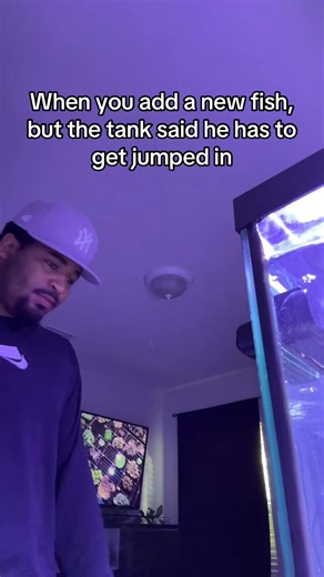 My wrasse be the gang leader everytime #saltwateraquarium #freshwateraquarium #fishtok #marine #pufferfish