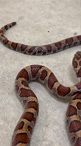 So, funny story: As many of you know we are overwintering a variety of snakes, so when I was walking down the hallway and was greeted by an Eastern Milksnake on the floor I assumed we had an escapee. We in fact do not! This is the second Eastern Milksnake I have found in our new wildlife hospital, so I think wild Eastern Milksnakes have used the new building as their hibernaculum and brumate in here somewhere. We have purpose build snake hibernacula (or hibernaculums not sure what the plural is)