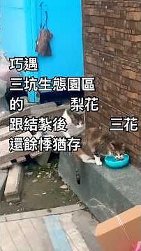 Chance encounter at Sankeng Ecological Park with Lihua and a Calico still traumatized from being ...