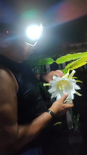Polinización de pitahaya: cómo y cuándo polinizar las flores