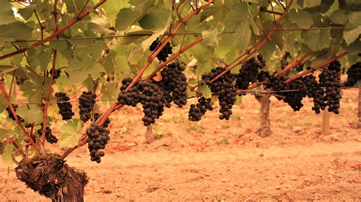 PacifiCorp gives $125M to Oregon wineries, vineyards in settlement over Labor Day fires