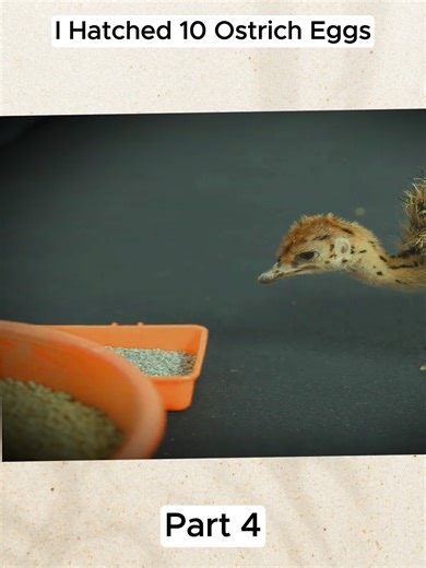 Hatching 10 Ostrich Eggs: A Heartwarming Journey